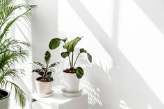 three potted plants sitting on top of a white table