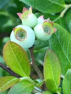 some green leaves and white berries on a tree