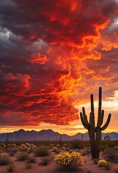 a large cactus in the middle of a desert with red and orange clouds above it