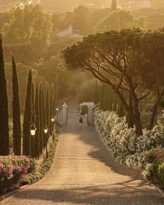 the path is lined with trees and flowers