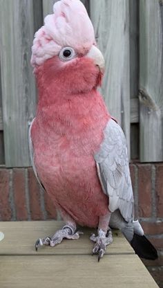 a pink and grey bird sitting on top of a wooden table