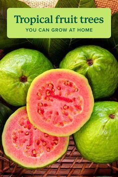 tropical fruit trees you can grow at home with text overlay that reads, tropical fruit trees you can grow at home