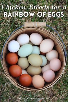 Chicken breeds that lay a colorful rainbow of eggs wood egg basket full of colorful eggs brown green blue cream colored rainbow eggs Colored Egg Layers, Colorful Egg Layers, Rainbow Egg Layers, What Chickens Lay What Color Eggs, Rainbow Chicken Eggs, Colorful Chicken Eggs, Egg Colors By Breed, Chicken Eggs Colors Chart, Chicken Breeds And Egg Color