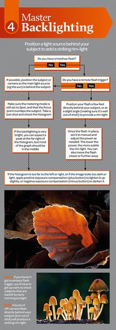 an info sheet describing the different types of mushrooms and how they can be used to grow them