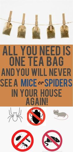 a sign that says all you need is one tea bag and you will never see a mice or spider in your house again