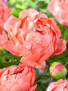 pink flowers are blooming in the garden