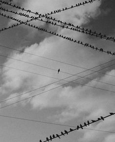 many birds are sitting on power lines in the sky with clouds behind them and one bird is perched on top of wires