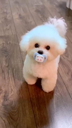 a small white dog with a pacifier in its mouth