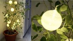 two pictures of plants with lights on them and one has a potted plant in it