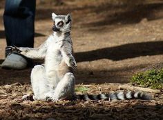 a small lemur standing on its hind legs in front of someone's feet