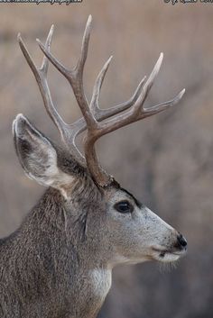 a close up of a deer with antlers on it's head