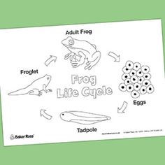 the frog life cycle worksheet is shown in black and white with green background