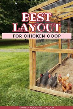 the best layout for chickens in a chicken coop with text overlay that reads, best