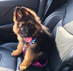 a german shepherd puppy sitting in the front seat of a car