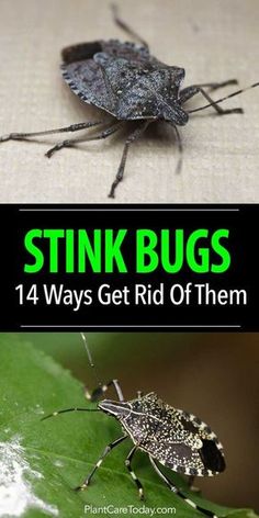 Got a stink bug problem? Before you call the exterminator, try out these 14 simple tips to safely eliminate stink bugs in your home or garden. Stink Bug Trap, Stink Bug, Bug Trap, Bug Killer, Stink Bugs, Garden Bugs, Bug Control, Garden Pest Control