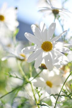 white flowers with yellow center surrounded by green leaves and blue sky in the back ground