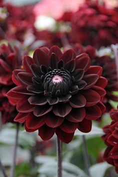 a close up of a flower with many red flowers in the background and green leaves