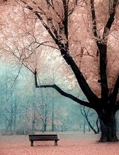 a park bench sitting under a tree with pink flowers