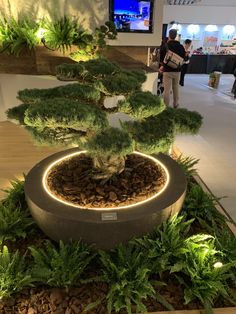 a bonsai tree is lit up in the center of a room with people walking around