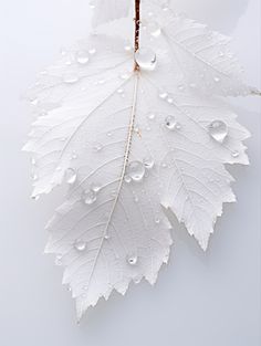 a white leaf with drops of water on it