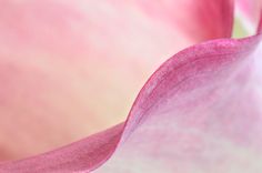 close up view of pink and white flower petals