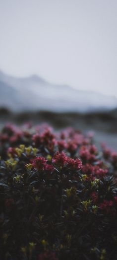 small pink flowers growing in the middle of a field with mountains in the background at dusk