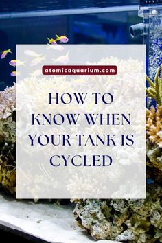 an aquarium with text overlaying how to know when your tank is cycled