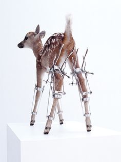 a small fawn standing on top of a white table next to some barbed wire