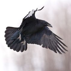 a black bird flying through the air with it's wings spread wide and outstretched