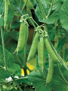 peas growing on the plant with green leaves