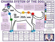 Pet Healing, Reiki Practice, Bliss Bar, Animal Intelligence, Animal Reiki, Learn Reiki, Animal Communication, Dog Remedies, Reiki Symbols