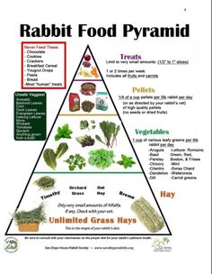 a food pyramid with different types of vegetables and herbs in the bottom triangle is labeled rabbit food pyramid