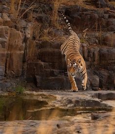 a large tiger walking across a rocky field