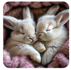 two small white rabbits cuddle together in a blanket