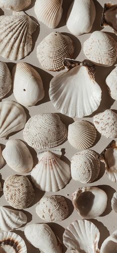 many different types of sea shells on display