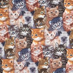 an image of many cats with different colors on it's face and head, all looking at the same direction