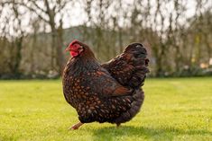 a black and brown chicken standing on top of a green grass covered field with trees in the background