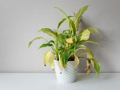 a potted plant sitting on top of a white table