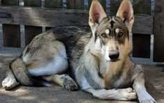 a dog laying on the ground in front of a wooden bench with its eyes open