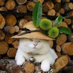 a white cat wearing a straw hat sitting on top of logs with a green flower in it's hair