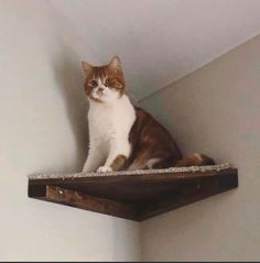 a brown and white cat sitting on top of a wooden shelf next to a wall