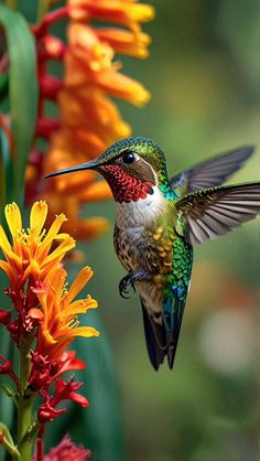 a hummingbird hovering over a colorful flower