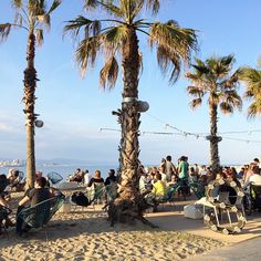 people sitting on lawn chairs under palm trees at the beach