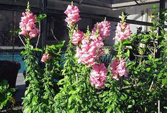 some pink flowers are growing in a garden