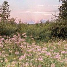 a field full of purple flowers and trees