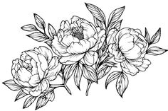 black and white drawing of peonies with leaves on a white background stock illustration