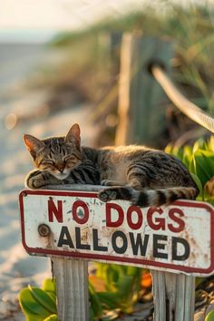 a cat laying on top of a no dogs allowed sign in front of some plants