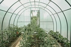 the inside of a greenhouse filled with lots of green plants and dirt on the ground