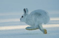 a white rabbit running in the snow