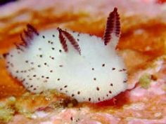 a puffer fish with white and brown spots on it's body